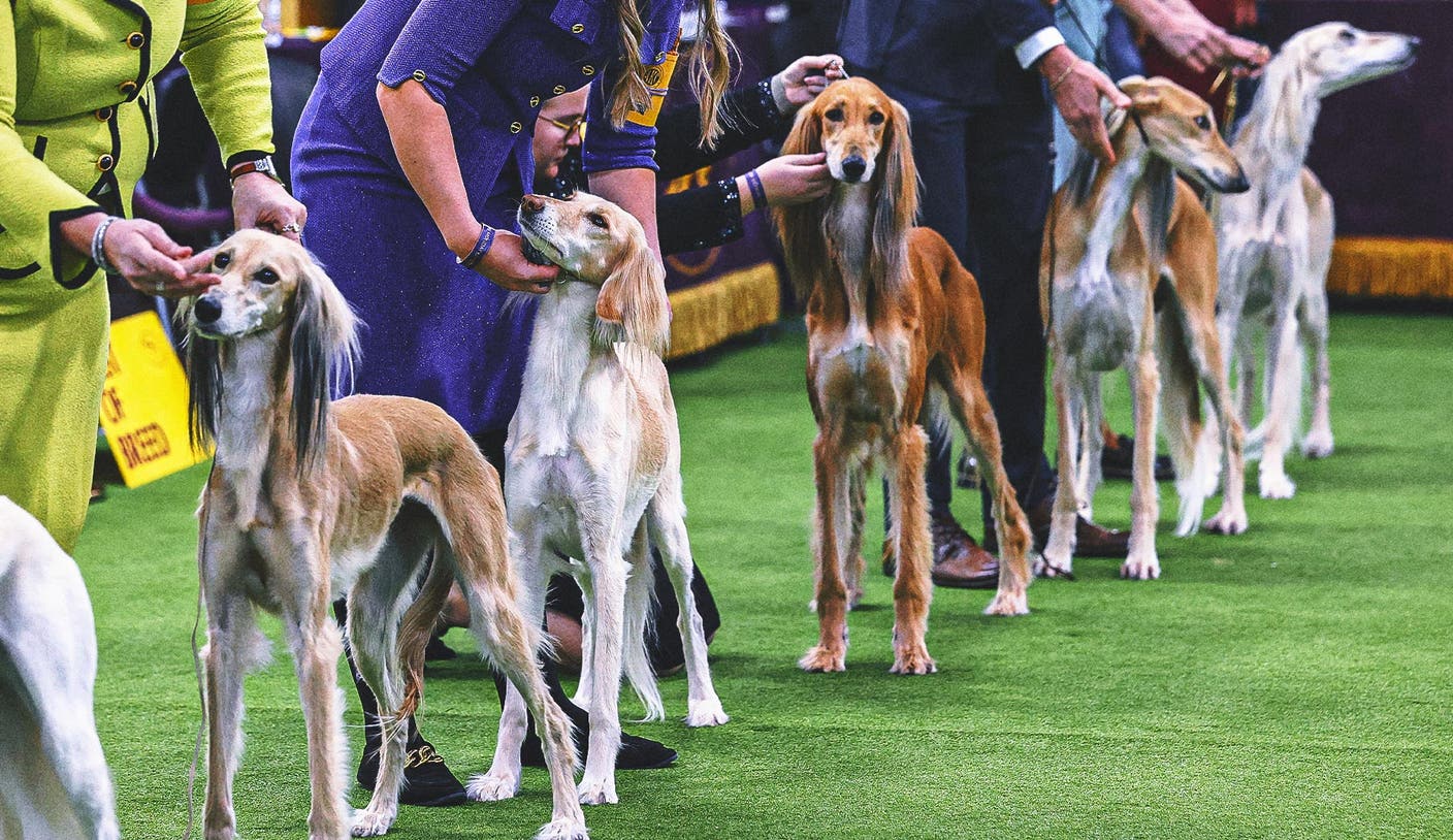 征途国际pg官网下载 - 2026 威斯敏斯特犬展：各组冠军揭晓，第2日赛况回顾